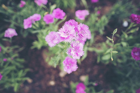 花园里的花,热带公园图片