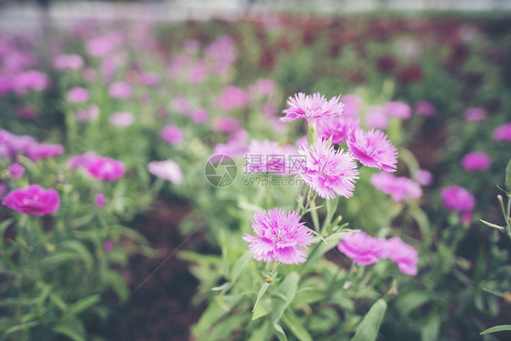 花园里的粉红色花图片