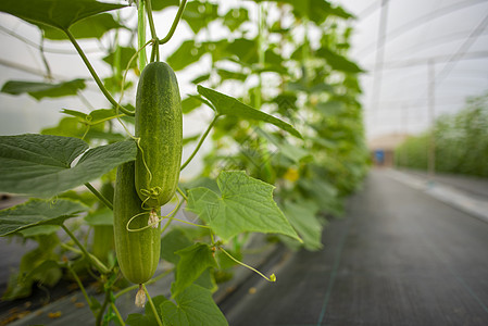 温室蔬菜种植技术图片