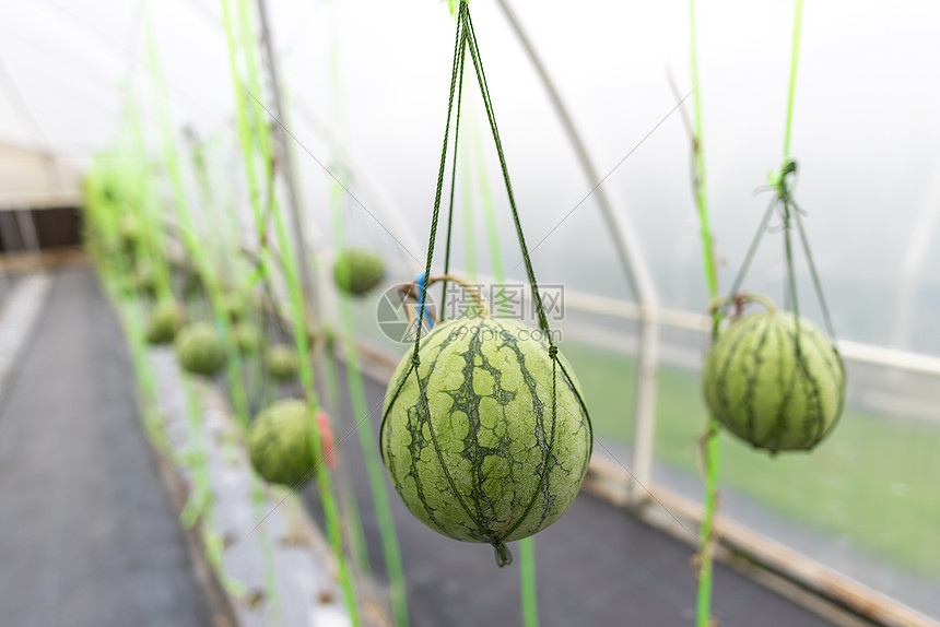 温室西瓜栽培农业产业图片