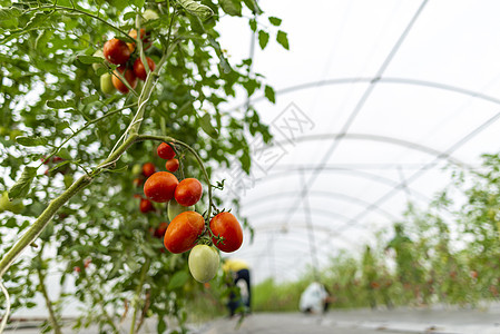 温室蔬菜种植技术图片