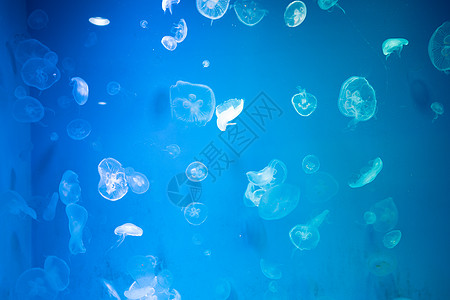 荨麻图片_荨麻素材_荨麻高清图片_摄图网图片下载