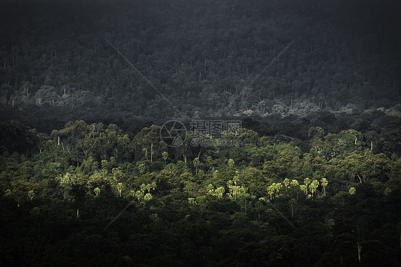 热带森林层,泰国自然景观图片