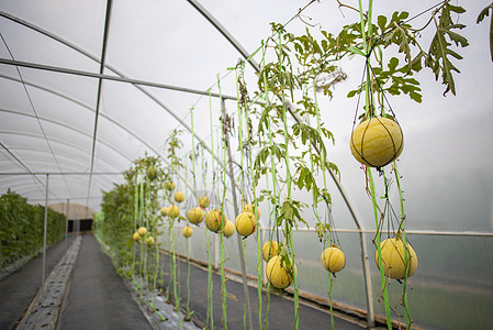 温室蔬菜种植技术图片