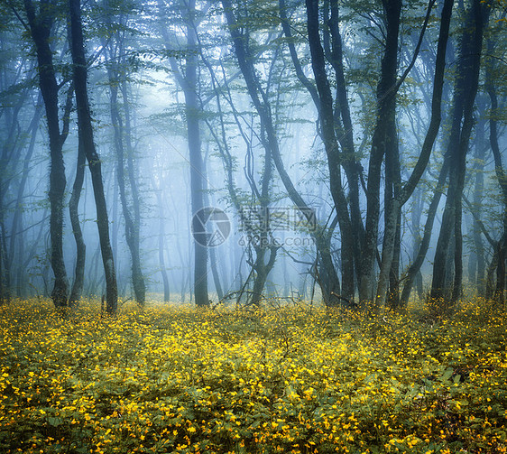 神秘的黑暗森林,雾中绿叶黄花美丽的春天早晨克里米亚神奇的气氛童话故事神秘的黑暗森林雾中,绿叶流图片