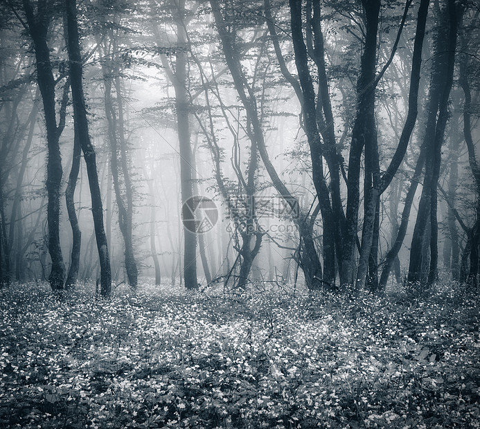 神秘的黑暗森林,雾中树叶花美丽的春天早晨克里米亚神奇的气氛童话故事神秘的黑暗森林,雾中树叶花图片