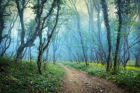 神秘的春天森林雾中小径,绿草鲜花早上克里米亚图片