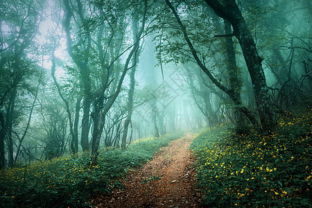 道路穿过片神秘的黑暗森林,雾中绿叶黄花克里米亚的春天早晨神奇的气氛童话故事道路穿过片神秘的黑暗森林,雾中图片