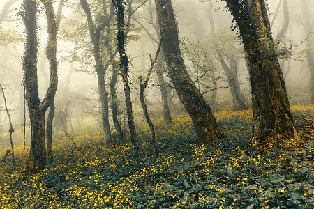 神秘美丽的森林雾中,绿叶黄花美丽的春天早晨克里米亚神奇的气氛童话故事神秘美丽的森林雾中,绿叶黄色图片