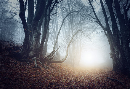 秋天雾中可怕的神秘森林神奇的树大自然朦胧的风景图片