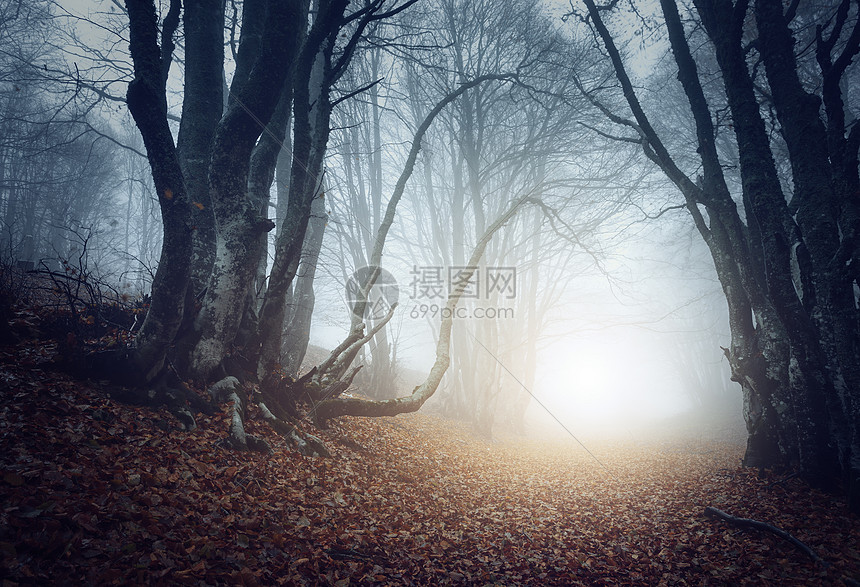 秋天雾中可怕的神秘森林神奇的树大自然朦胧的风景图片