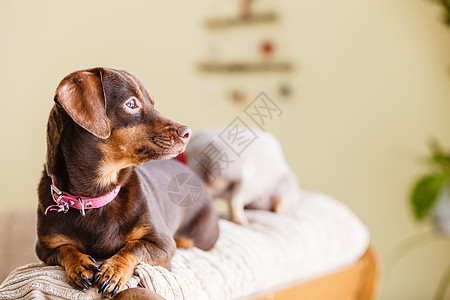 小达奇信德纯种长身短腿小狗坐沙发沙发上放松寒冷的室内小狗坐沙发上图片