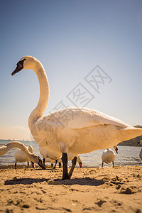 天鹅阳光明媚的夏天沙滩上走来走动物鸟大自然中靠近天鹅海滩上散步图片