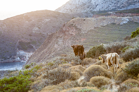 牛山上吃草希腊南部佩罗奔尼斯,马尼半岛牛山上吃草图片