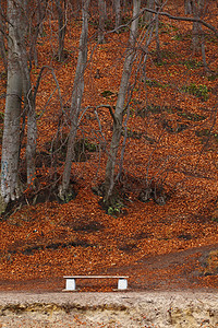 秋景公园长凳背景自然树叶图片