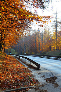 秋天公园美丽的秋天,木树路波兰图片