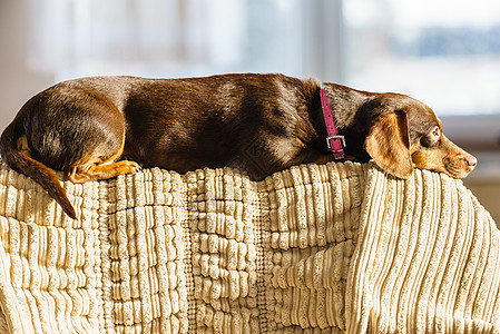 小达奇信德纯种长身短腿小狗坐沙发沙发上放松寒冷的室内小狗坐沙发上图片