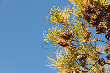 针叶树树枝上的圆锥秋天大自然的细节针叶树上的圆锥图片