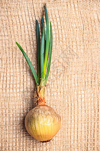 健康的可食用植物洋葱球茎与韭菜新鲜绿色芽,蔬菜食品麻布袋布图片
