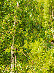 自然环境绿色夏林中的银桦树绿色夏林中的银桦树图片