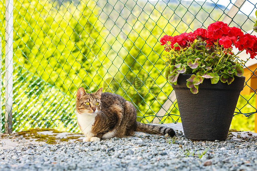 动物棕色塔比猫花园里户外玩 阳光下变暖猫户外玩得很开心高清图片下载 正版图片 摄图网 动物棕色塔比猫花园里户外玩 阳光下变暖猫户外玩得很开心高清图片下载 正版图片 摄图网