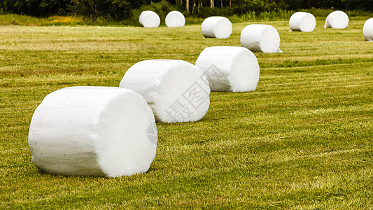 农业景观与秸秆包装田间谷物干草包裹塑料白箔,夏天挪威用塑料箔包裹的干草图片