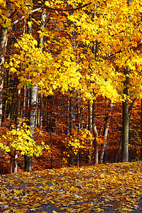 秋天公园里美丽的秋天黄木树图片