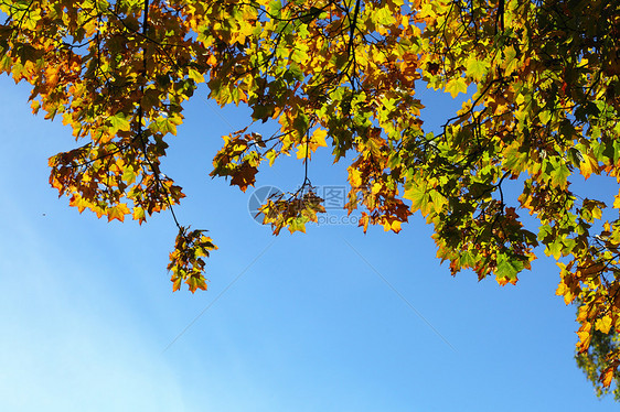 枫叶,秋天的框架,金色的秋天图片