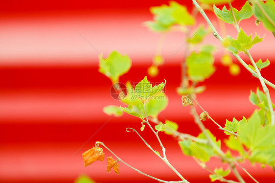 自然户外景观园艺植物红色背景上的绿色小树枝幼叶生长红色背景上的小绿色枝条图片