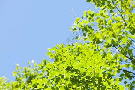 阳光明媚的日子里,绿树成荫,晴空万里自然背景绿色的树叶清澈的蓝天图片