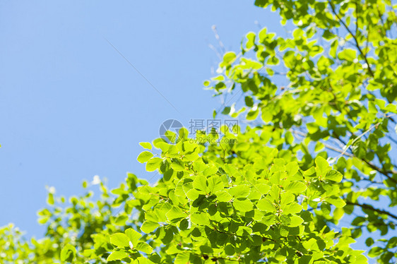 阳光明媚的日子里,绿树成荫,晴空万里自然背景绿色的树叶清澈的蓝天图片