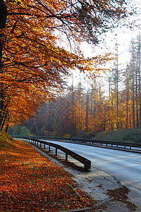 秋天公园美丽的秋天,木树路波兰图片