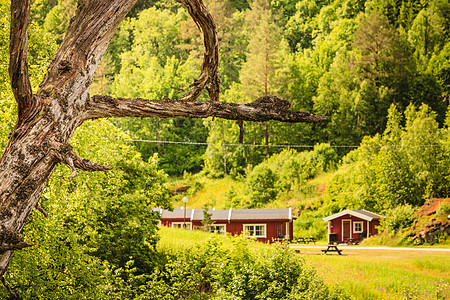 枯萎的死树前景野餐地点的桌子长凳背景,挪威山区,斯堪的纳维亚欧洲营地与野餐桌挪威山区图片