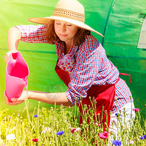 园艺戴着帽子的漂亮女人,红色围裙,后院的花园里工作,户外浇花图片