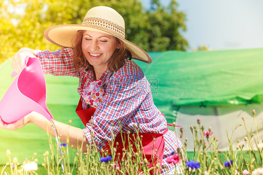 园艺戴着帽子的漂亮女人,红色围裙,后院的花园里工作,户外浇花图片