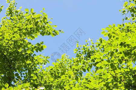 阳光明媚的日子里,绿树成荫,晴空万里自然背景绿色的树叶清澈的蓝天图片
