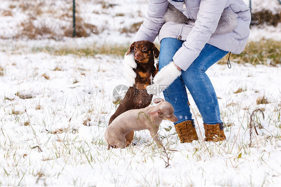 轻的女人冬天玩得很开心下雪的时候,雌她的两只小纯种狗小狗玩耍女人冬天玩狗图片