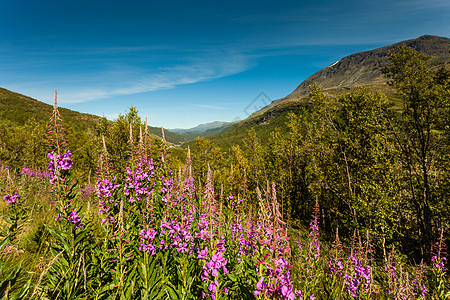 挪威春天的鲜花山脉景观旅游风景路线55索涅夫杰莱特洛美高朋山脉景观挪威路线索格涅夫杰莱特图片