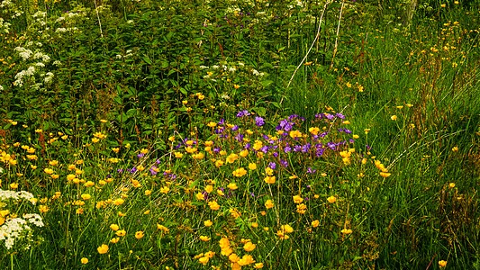 春天夏天紫色黄花的草地自然背景春天夏天花的草地图片
