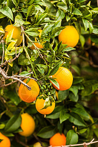 美丽的绿树生的橘子地中海,自然界中生长的水果绿色的树,生的橘子图片