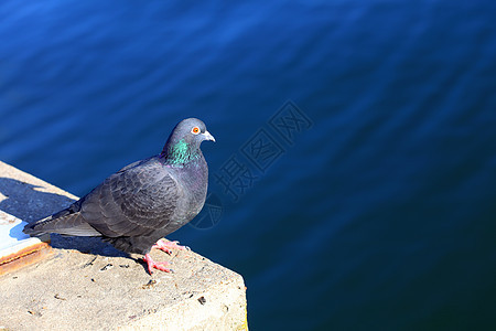 鸟鸽蓝海户外自然图片