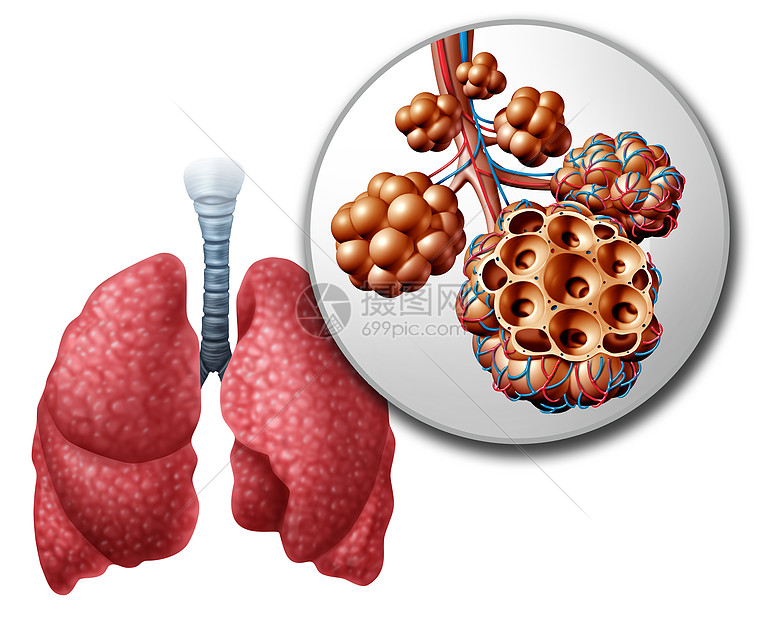 肺肺泡肺泡解剖图人体解剖呼吸呼吸医学的医学 白色背景上的三维插图高清图片下载 正版图片 摄图网