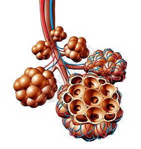 肺泡肺泡解剖图肺解剖的医学,再呼吸呼吸医学白色背景上分离的三维图背景图片