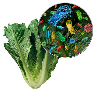 蔬菜上的细菌细菌以及摄入污染的绿色食品的健康风险,包括莴苣种生产污染安全,3D渲染元素图片