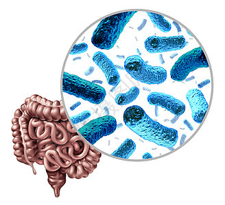 肠道中的细菌小肠内的肠道益生菌结肠肠道内的消化菌群,微生物群的健康标志,三维呈现白色背景上背景图片