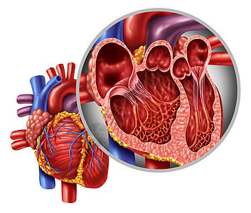 人体心脏解剖特写图的,个健康的身体白色背景,个医疗保健符号的内部心血管器官图片