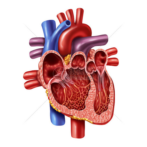 人的心脏内部解剖与阀门个健康的身体分离白色背景医疗保健符号的内部心血管器官三维插图风格图片