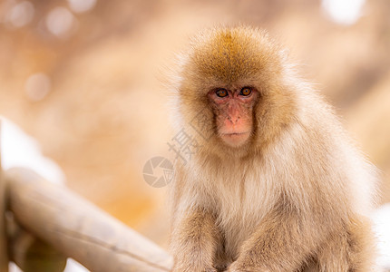 日本雪猴猕猴温泉温泉温泉岛,日本中野图片