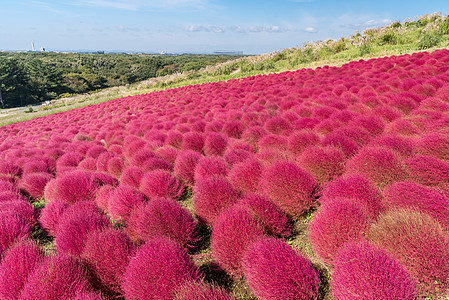 科奇亚宇宙丛林与小山景观山,日立海滨公园秋天与蓝天伊巴拉基,日本图片