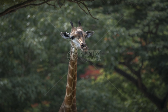 自然背景的长颈鹿的头颈图片